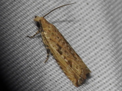 Bactra verutana