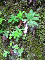 Lysionotus pauciflorus