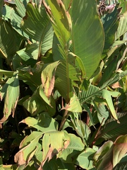 Calathea lutea