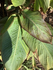Calathea lutea