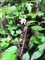 Lycianthes lysimachioides