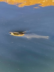 Ctenopharyngodon idella