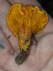 Hygrophoropsis