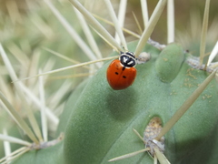 Hippodamia convergens
