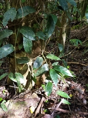 Aristolochia praevenosa
