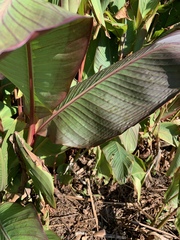 Calathea lutea