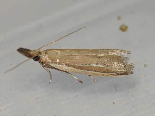 four-spotted peoria