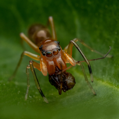Myrmarachne helensmithae