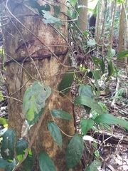 Aristolochia praevenosa