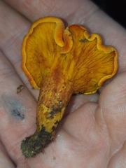 Hygrophoropsis