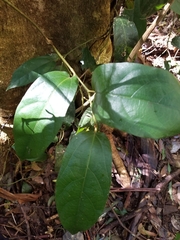 Aristolochia praevenosa