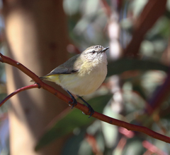 Acanthiza chrysorrhoa