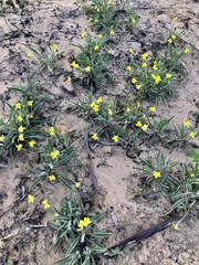 Goodenia willisiana