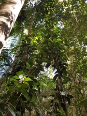 Aristolochia praevenosa