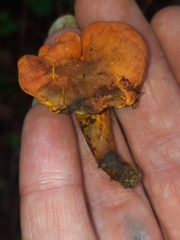 Hygrophoropsis