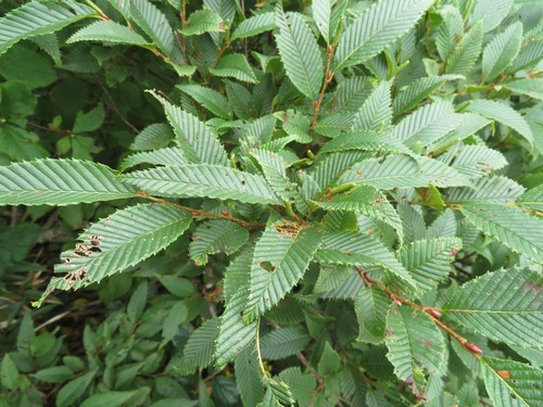 Alnus pendula, photograph 2