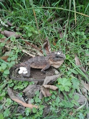 Lophosaurus spinipes