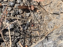 Latrodectus mactans