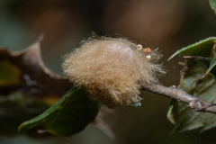 Heteroecus dasydactyli