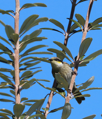 Gavicalis virescens