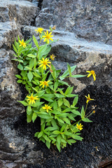Arnica latifolia