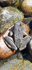 Rana boylii