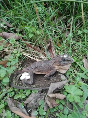 Lophosaurus spinipes