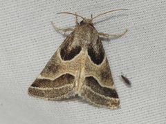 Schinia rivulosa