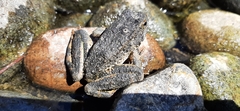 Rana boylii