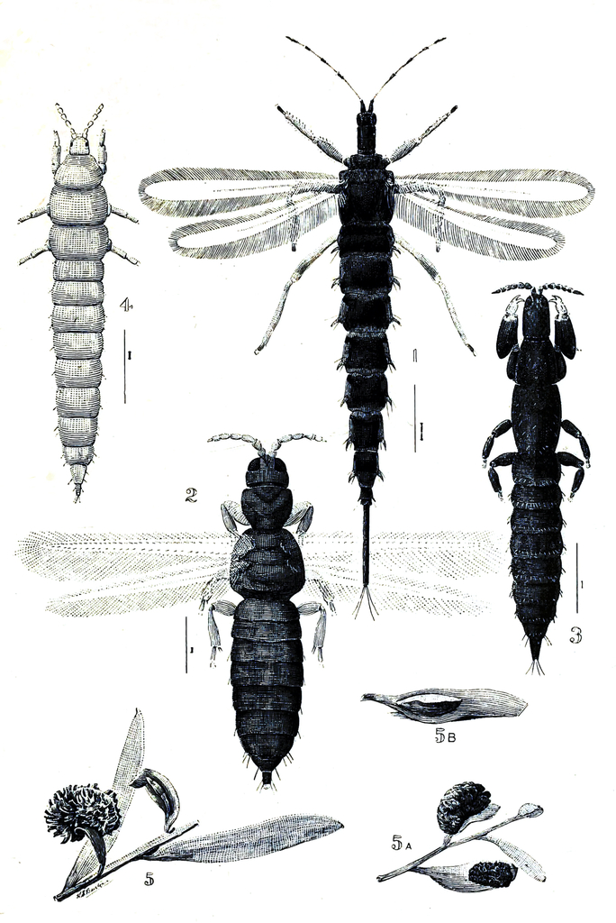Kladothrips
