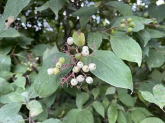 Cornus drummondii