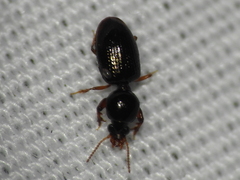 Dyschirius abbreviatus