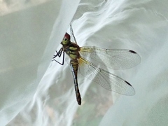 Sympetrum darwinianum