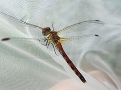 Sympetrum darwinianum