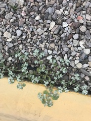 Tidestromia lanuginosa
