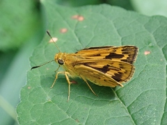 Potanthus flavus