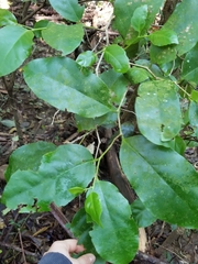 Pennantia cunninghamii