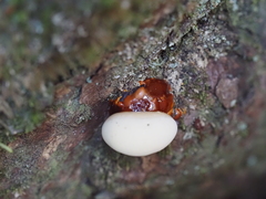Ganoderma oregonense