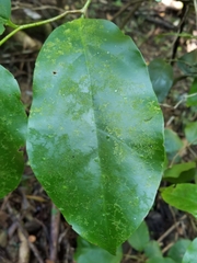 Pennantia cunninghamii