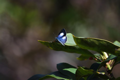 Eirmocides absimilis