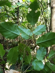 Pennantia cunninghamii