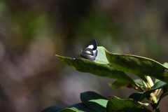 Eirmocides absimilis