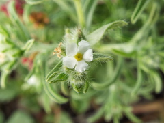 Cryptantha albida