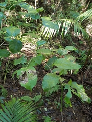 Pennantia cunninghamii