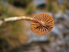 Deconica