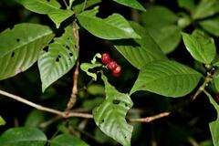 Psychotria nervosa