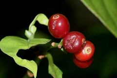 Psychotria nervosa