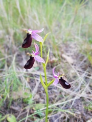 Ophrys bertolonii