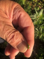 Gomphocarpus physocarpus