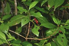 Psychotria nervosa